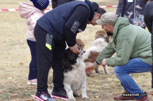 32 кучета се представиха в първата Национална изложба за каракачанки в Казанлък