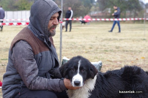 32 кучета се представиха в първата Национална изложба за каракачанки в Казанлък