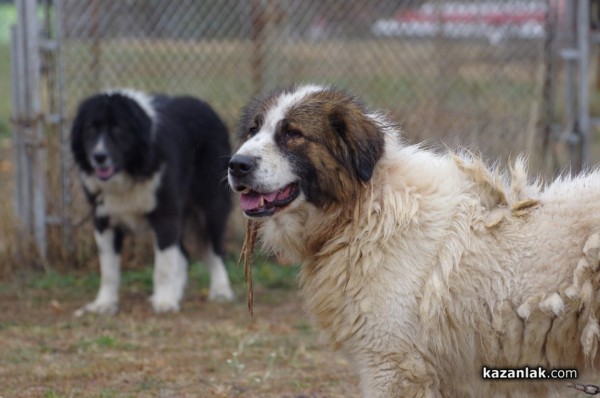 32 кучета се представиха в първата Национална изложба за каракачанки в Казанлък