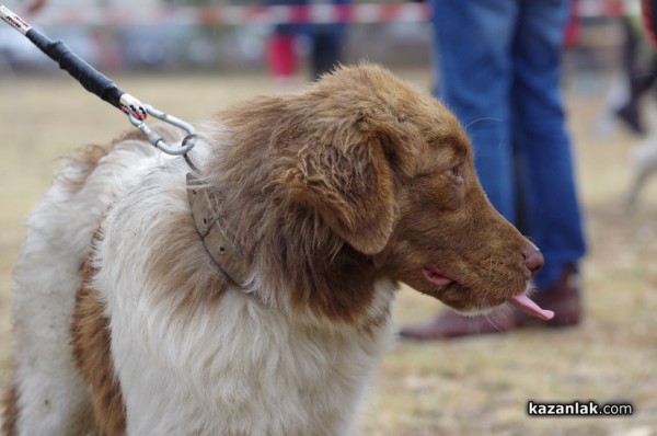 32 кучета се представиха в първата Национална изложба за каракачанки в Казанлък