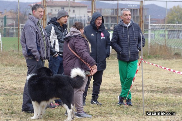 32 кучета се представиха в първата Национална изложба за каракачанки в Казанлък