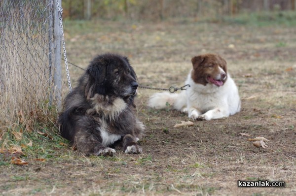 32 кучета се представиха в първата Национална изложба за каракачанки в Казанлък
