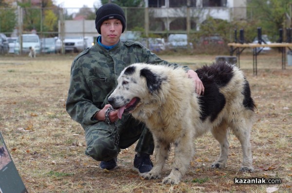 32 кучета се представиха в първата Национална изложба за каракачанки в Казанлък