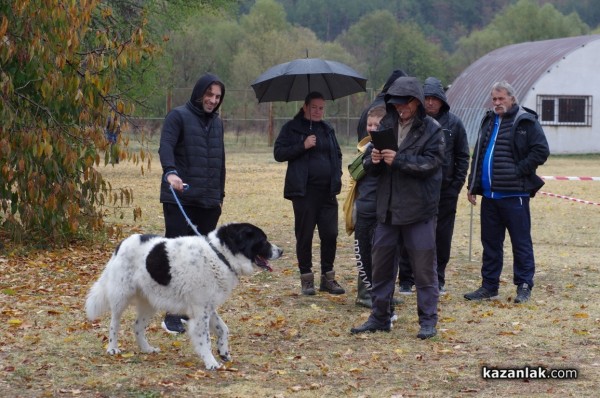 32 кучета се представиха в първата Национална изложба за каракачанки в Казанлък