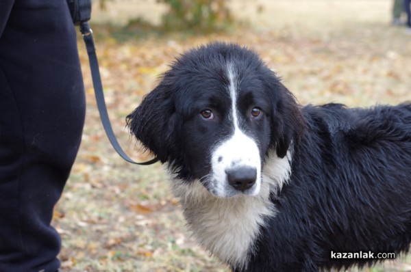 32 кучета се представиха в първата Национална изложба за каракачанки в Казанлък