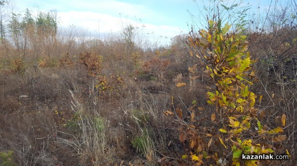 Държавно горско стопанство – Казанлък с благодарствен плакет