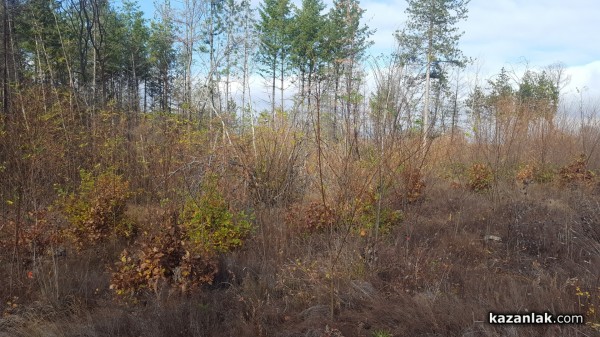 Държавно горско стопанство – Казанлък с благодарствен плакет