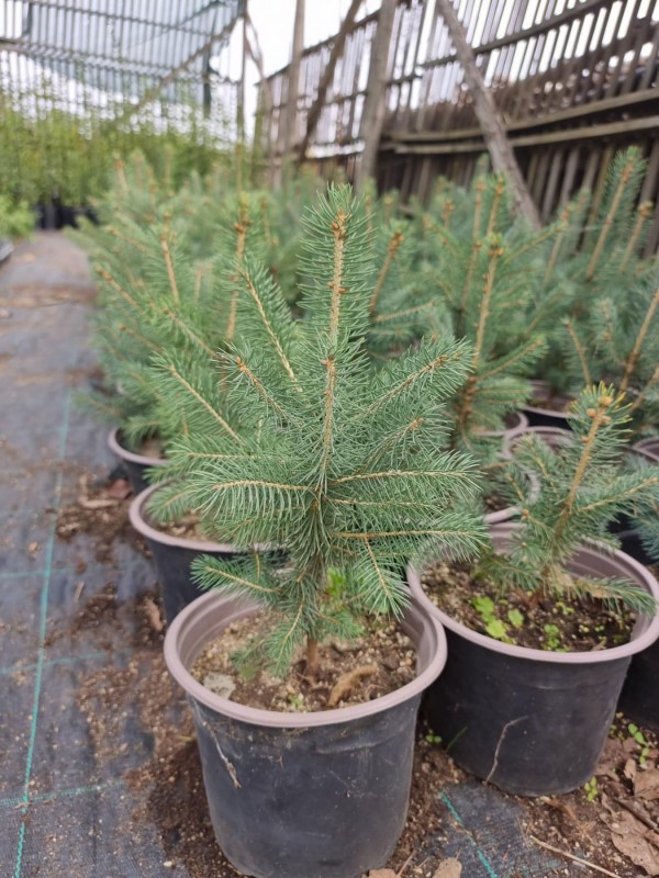 Започна продажбата на живи елхички в контейнери