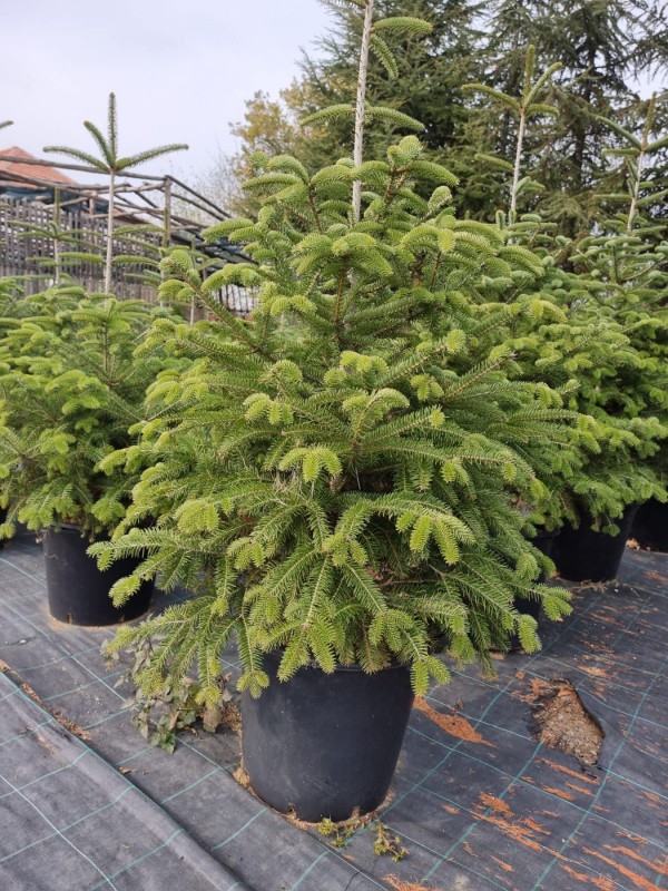 Започна продажбата на живи елхички в контейнери