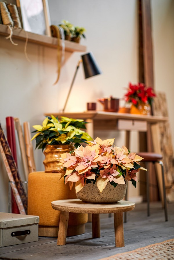 Как да поливате коледната звезда, за да ѝ се радвате по-дълго време – полезни съвети 