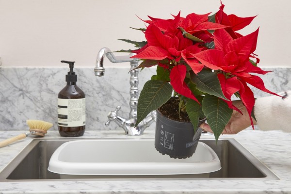 Как да поливате коледната звезда, за да ѝ се радвате по-дълго време – полезни съвети 