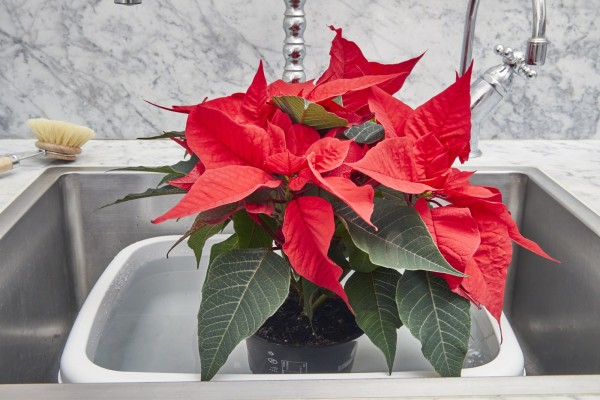 Как да поливате коледната звезда, за да ѝ се радвате по-дълго време – полезни съвети 