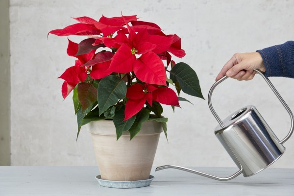 Как да поливате коледната звезда, за да ѝ се радвате по-дълго време – полезни съвети 