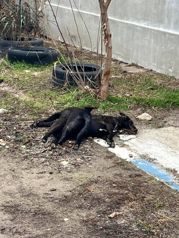 От Animal Hope – Kazanlak алармират за случаи на отровени бездомни кучета и котки в Павел баня