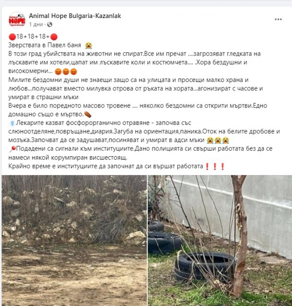 От Animal Hope – Kazanlak алармират за случаи на отровени бездомни кучета и котки в Павел баня