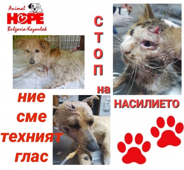 Казанлък се включва в националния протест срещу насилието над животни