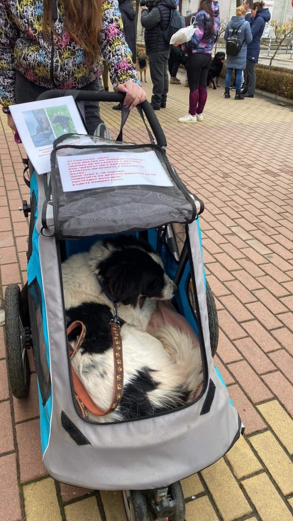 Десетки казанлъчани излязоха на протест срещу насилието над животни