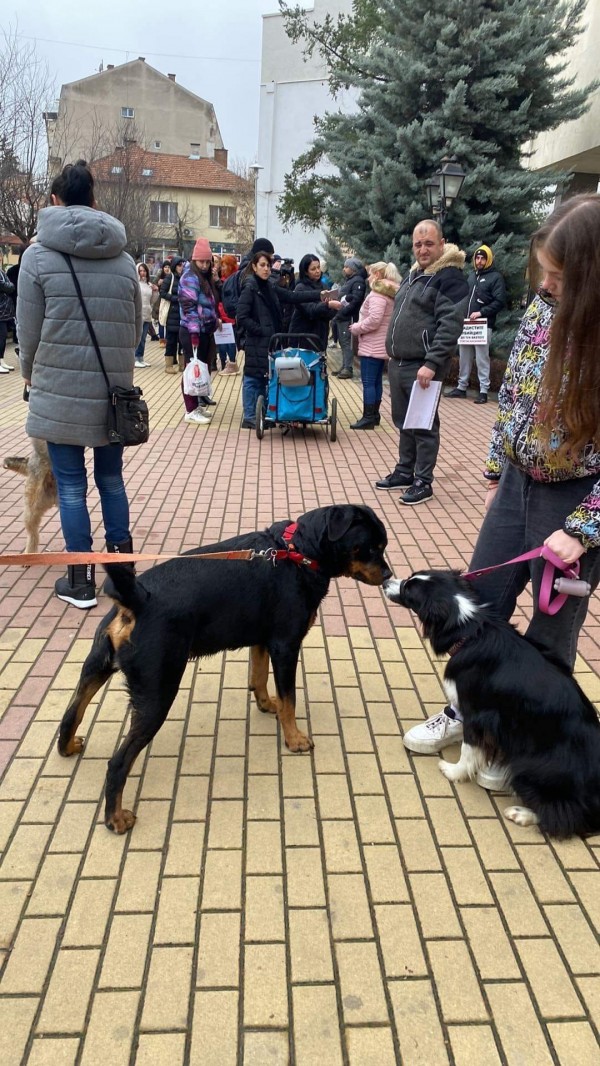 Десетки казанлъчани излязоха на протест срещу насилието над животни
