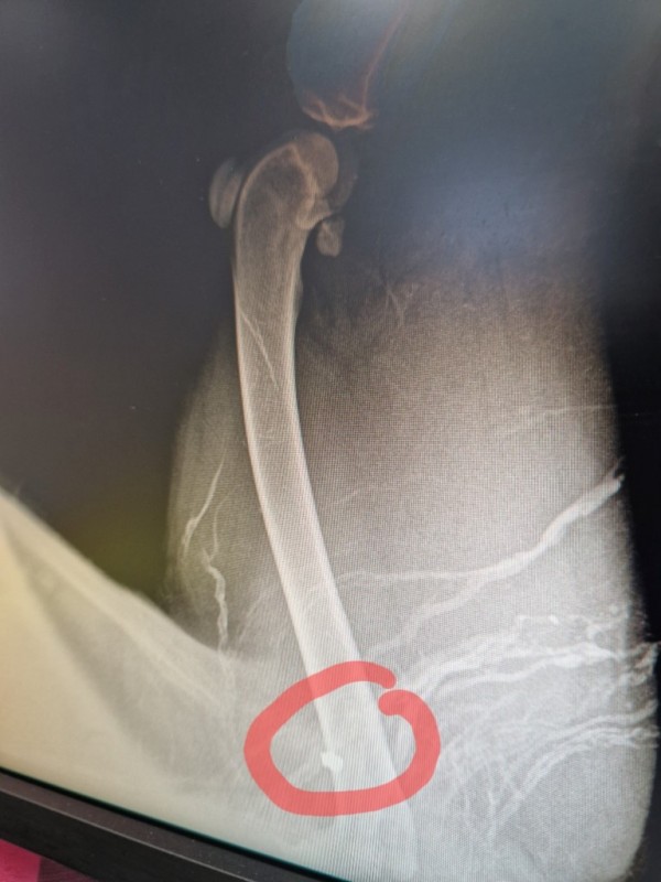 Пореден случай на човешка жестокост, простреляха куче в Павел баня 