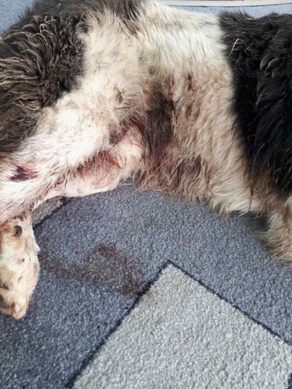 Пореден случай на човешка жестокост, простреляха куче в Павел баня 