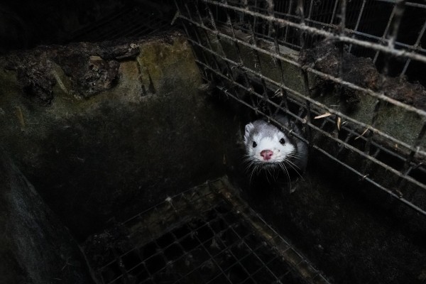 България води в борбата срещу фермите за кожи в Европа