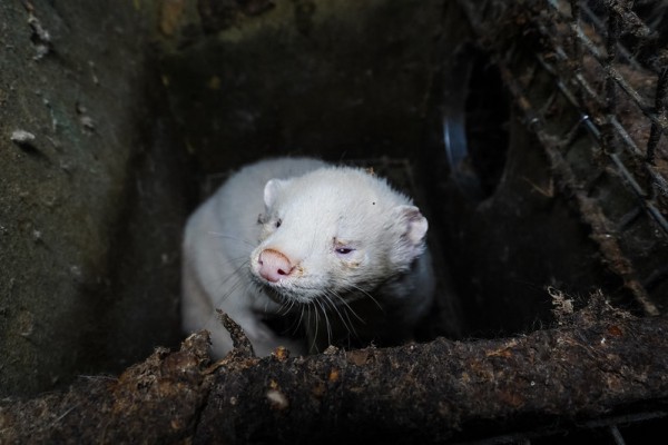 България води в борбата срещу фермите за кожи в Европа