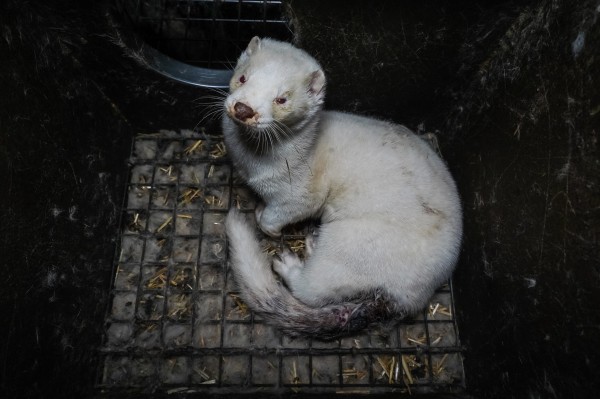 България води в борбата срещу фермите за кожи в Европа