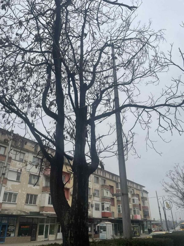 Затваряне на част от бул. “Розова долина“ утре за премахване на опасни дървета