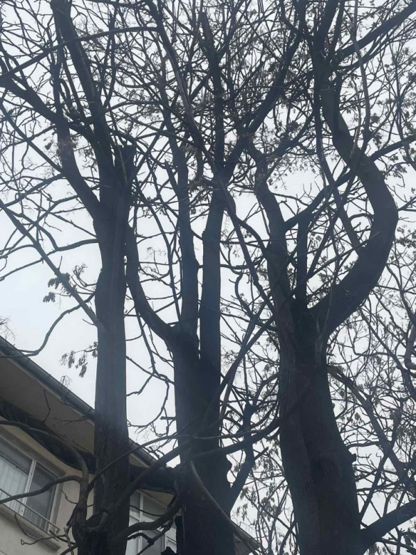 Затваряне на част от бул. “Розова долина“ утре за премахване на опасни дървета