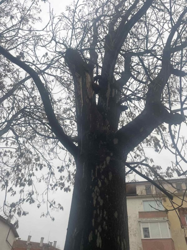 Затваряне на част от бул. “Розова долина“ утре за премахване на опасни дървета