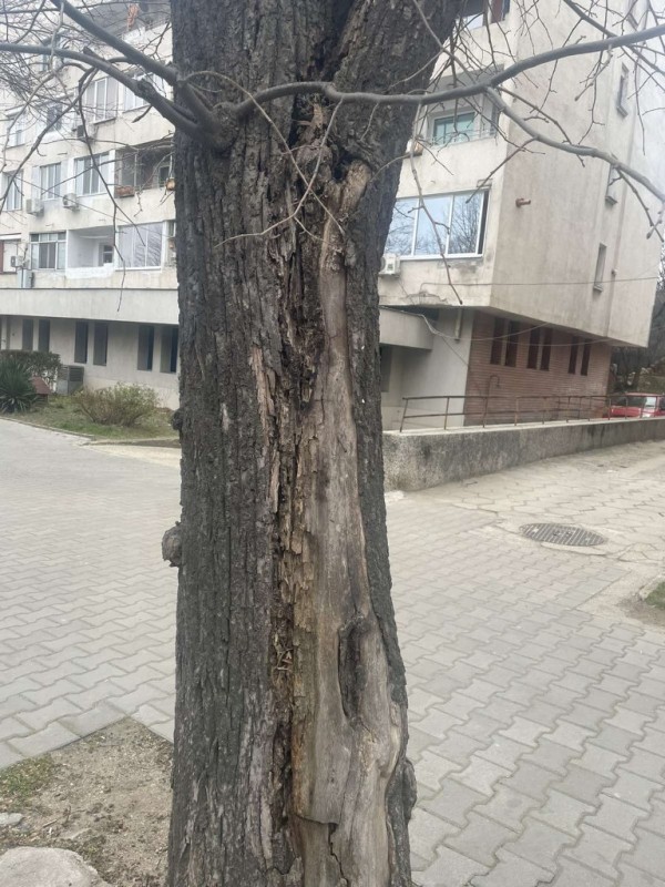 Затваряне на част от бул. “Розова долина“ утре за премахване на опасни дървета