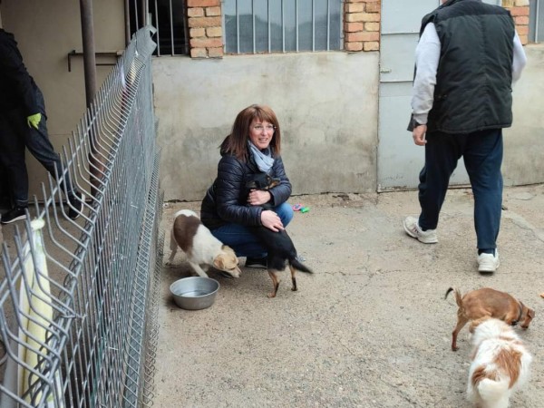 С грижа към бездомните животни 