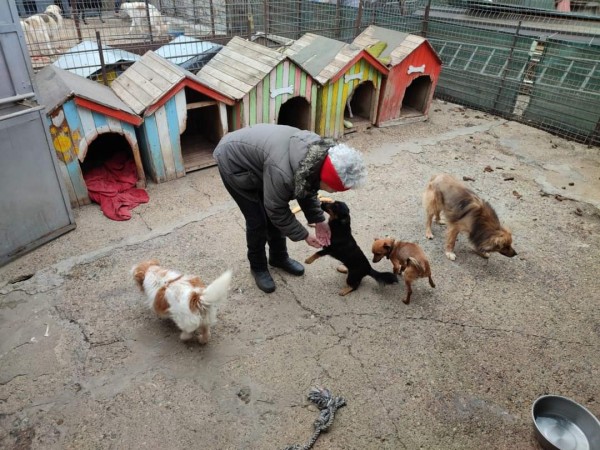 С грижа към бездомните животни 