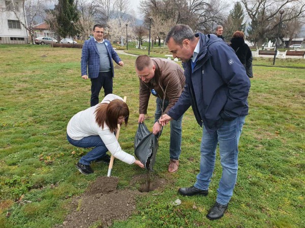 Засадиха ядливи кестени в парка в Крън
