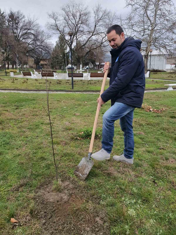 Засадиха ядливи кестени в парка в Крън