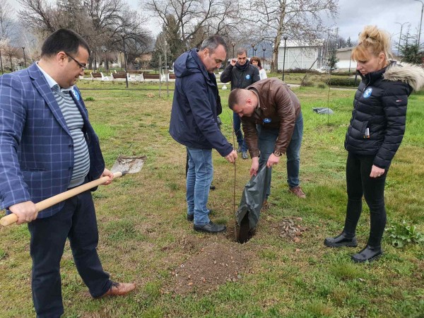 Засадиха ядливи кестени в парка в Крън