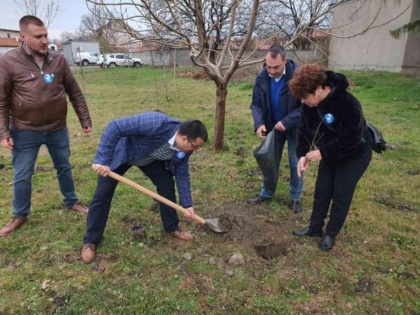 Засадиха ядливи кестени в парка в Крън