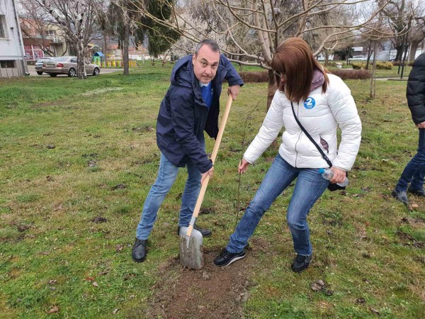 Засадиха ядливи кестени в парка в Крън