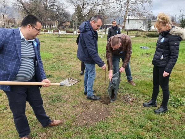 Засадиха ядливи кестени в парка в Крън