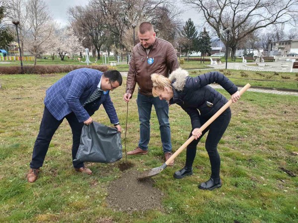 Засадиха ядливи кестени в парка в Крън