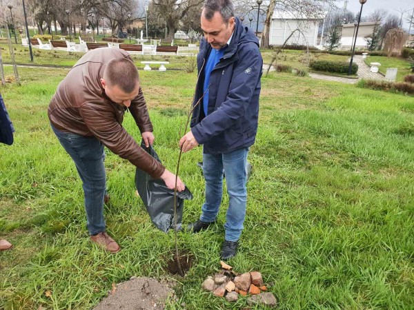Засадиха ядливи кестени в парка в Крън