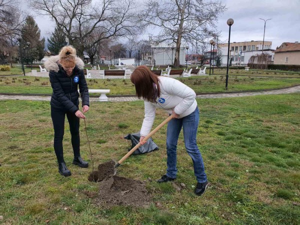 Засадиха ядливи кестени в парка в Крън