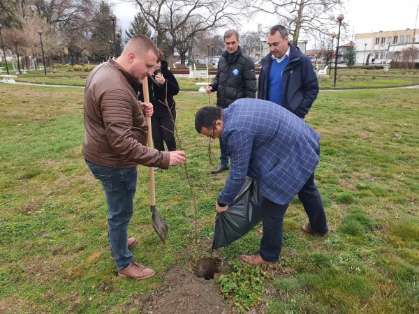 Засадиха ядливи кестени в парка в Крън