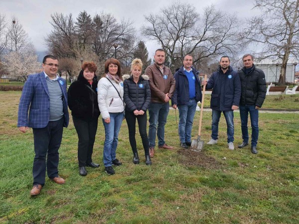 Засадиха ядливи кестени в парка в Крън