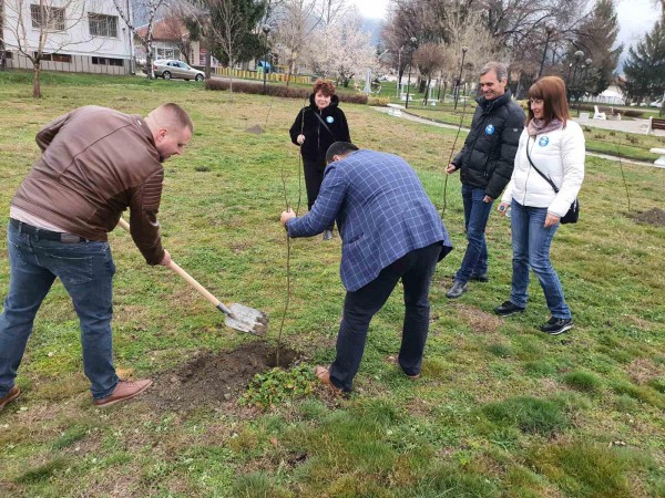 Засадиха ядливи кестени в парка в Крън