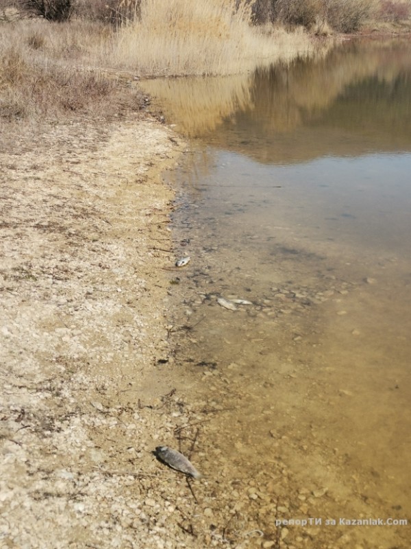 Прокуратурата се самосезира след сигнал за мъртва риба в kazanlak.com