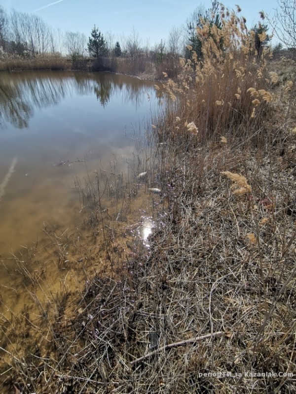 Прокуратурата се самосезира след сигнал за мъртва риба в kazanlak.com