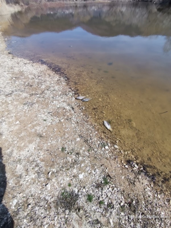 Прокуратурата се самосезира след сигнал за мъртва риба в kazanlak.com