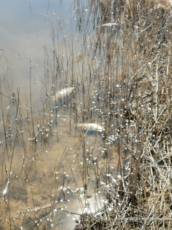 Прокуратурата се самосезира след сигнал за мъртва риба в kazanlak.com