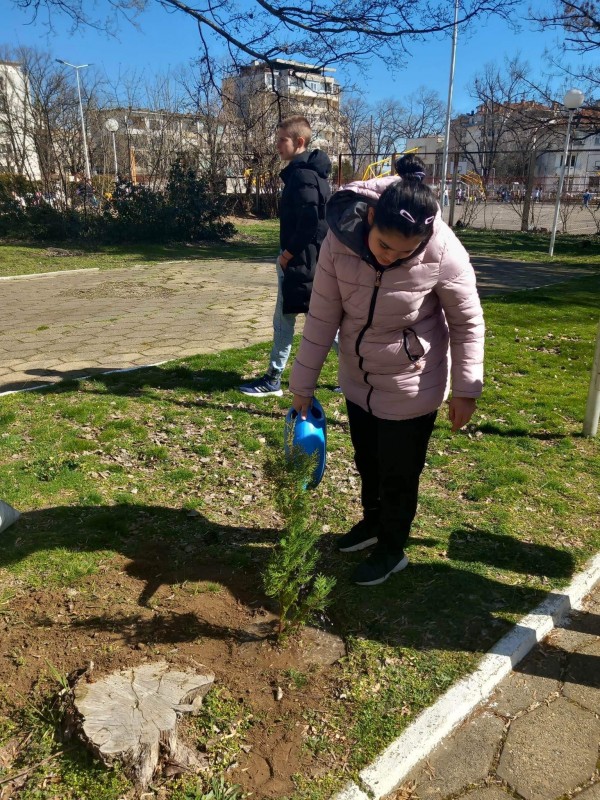 Десетокласници от ПХГ “Св. Св. Кирил и Методий“ засадиха дръвчета в двора на гимназията
